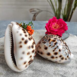 Kuber Kauri / Tiger Kaudi Shells